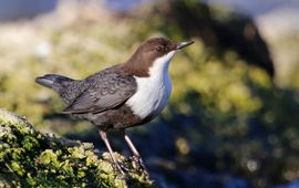 Cinclus cinclus cinclus. Zwartbuikwaterspreeuw. Ondersoort van de waterspreeuw, deze komt voor in Noord-Europa