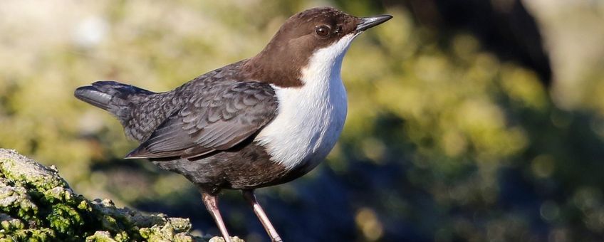 Cinclus cinclus cinclus. Zwartbuikwaterspreeuw. Ondersoort van de waterspreeuw, deze komt voor in Noord-Europa