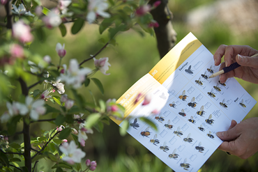 Oefen alvast met het herkennen van de bijensoorten in de tuin