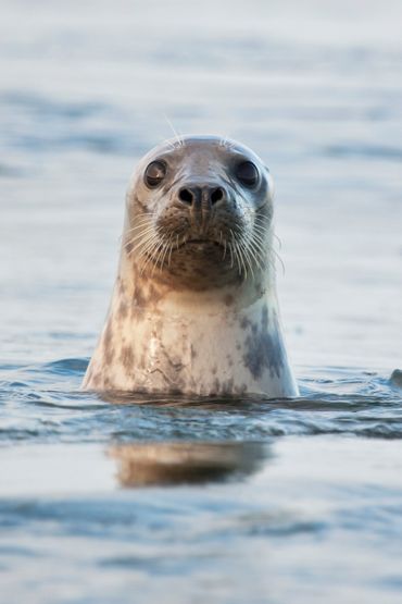 Spiedende grijze zeehond