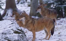 Jan Nijendijk, Saxifraga wolf