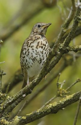 Turdus philomelos. Zanglijster