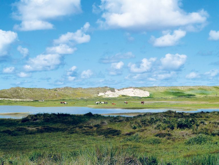 De Grafelijkheidsduinen, een van de drie deelgebieden van de Helderse Duinen, zijn uit de resten van het oude Waddeneiland Huisduinen ontstaan. Onderdeel van de route 'De Helderse Duinen; Paddenpoeltjes zijn bomkraters van weleer' geschreven door Ernest Briët, directeur landschap Noord-Holland