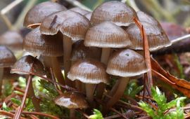 Joop de Wit Winterrmycena