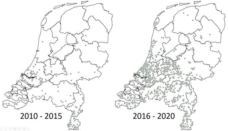 Verspreidingskaartje zwart weeskind, 2010-2015 en 2016-2020