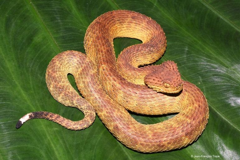 Harige boomadder (Atheris mongoensis)