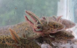 Eric Froyen spaanse ribbensalamanders neeroeteren