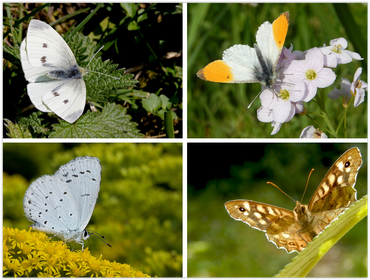 Enkele vlinders die de komende twee weken hun piek hebben: klein koolwitje, oranjetipje, boomblauwtje & bont zandoogje