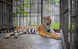 Baithong, een 12 jaar oude tijgerin, in het opvangcentrum van de Wildlife Friends Foundation Thailand.