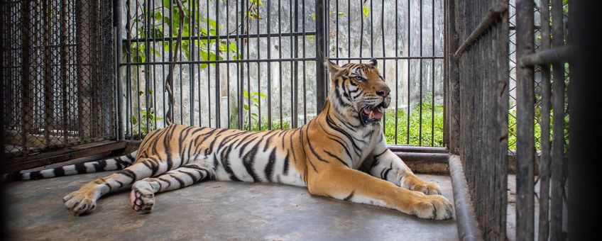 Baithong, een 12 jaar oude tijgerin, in het opvangcentrum van de Wildlife Friends Foundation Thailand.