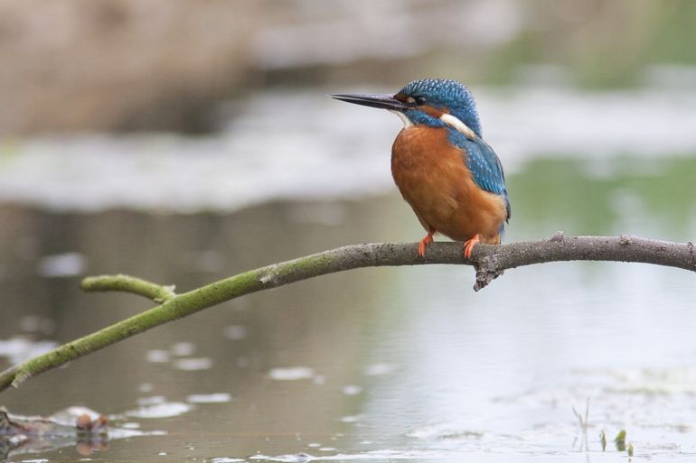 IJsvogel