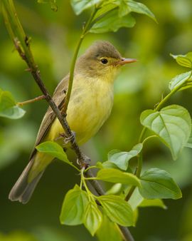 Vogelartinfo, GFD-licentie 1.2 Spotvogel. Hippolais icterina