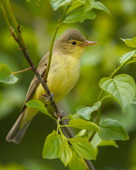 Spotvogel. Hippolais icterina