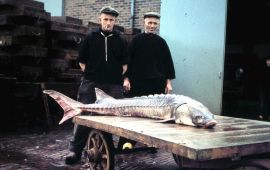 Niels Brevé In de jaren '30 van de vorige eeuw waren de steuren letterlijk opgevist
