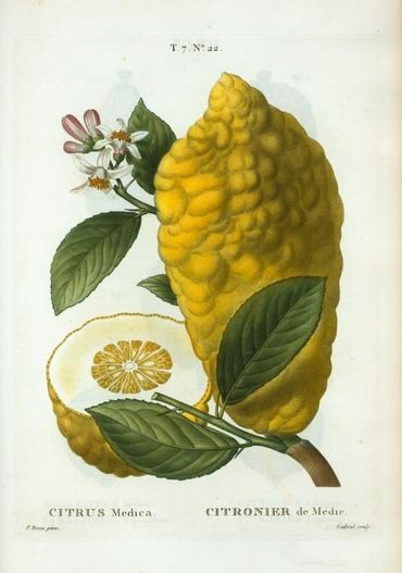 Citrus medica