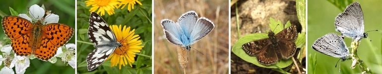 Vijf soorten die in Limburg ons land zijn binnengekomen: v.l.n.r. braamparelmoervlinder, dambordje, bleek blauwtje, bruin dikkopje en dwergblauwtje