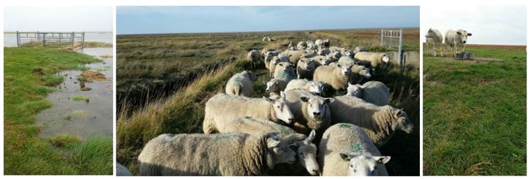 Links: vluchtheuvel en ondergelopen kwelders Noordpolder, 12-10-2018. Midden: schapen op een toegangsdam bij een vluchtheuvel, kwelders Noordpolder 12-10-2018. Rechts: drinkplaats op een vluchtheuvel, kwelders Negenboerenpolder, 20-10-2018