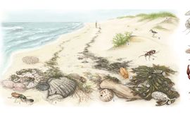 Hanna Haring Bij Zoekkaart Stichting ANEMOON Groene Strand