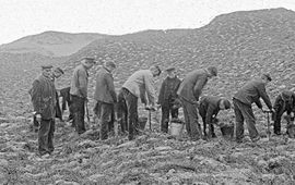 Kootwijkerzand 1905; om bomen een kans van overleven te geven, werd het stuifzand eerst vastgelegd met heide of helmgras, met de hand, meter na meter.