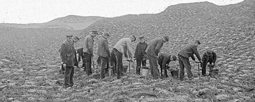 Kootwijkerzand 1905; om bomen een kans van overleven te geven, werd het stuifzand eerst vastgelegd met heide of helmgras, met de hand, meter na meter.