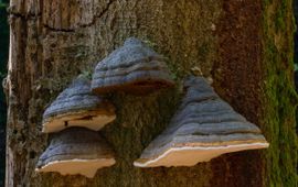 Jan Nijendijk, Saxifraga Fomes fomentarius. Echte tonderzwam