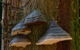 Fomes fomentarius. Echte tonderzwam