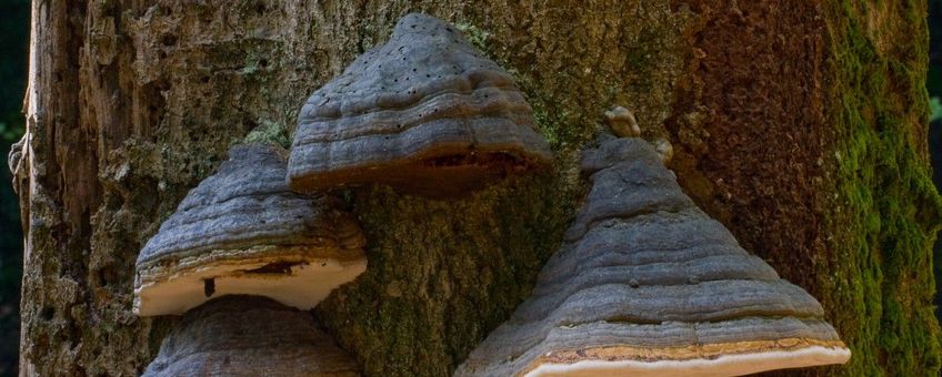 Fomes fomentarius. Echte tonderzwam