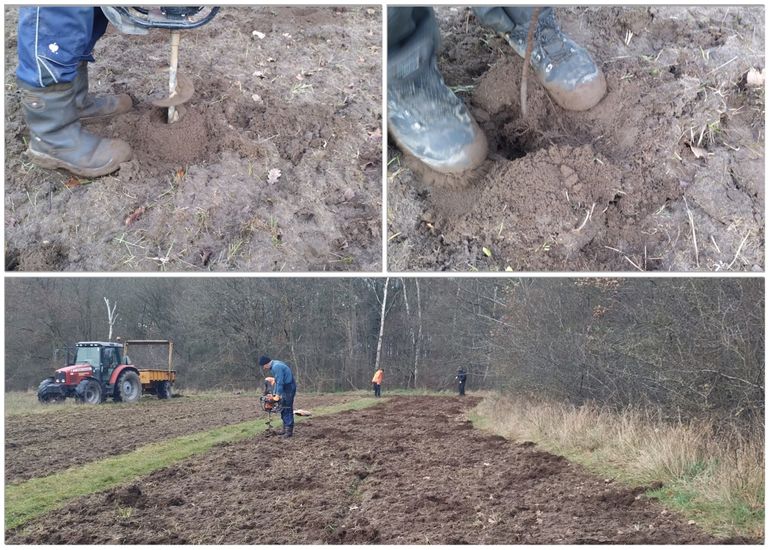 Aanplant jonge bomen op voormalig agrarisch perceel