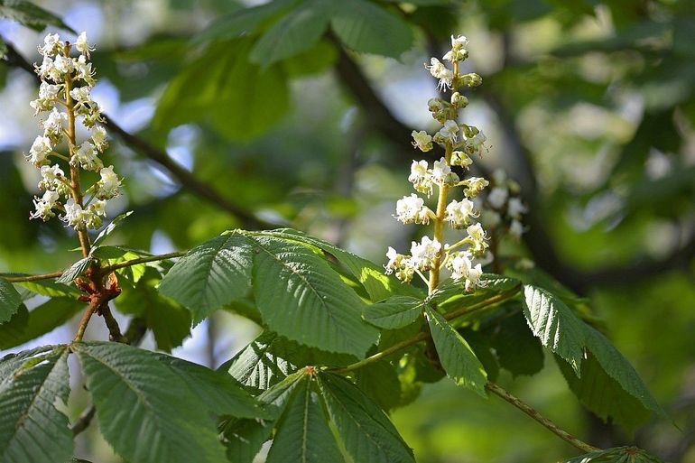 Het honingmerk van de bloemen verkleurt van geel naar rood bij de witte paardenkastanje
