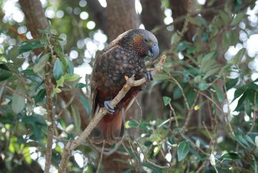 Kaka, een bedreigde papegaaiensoort die endemisch is voor Nieuw-Zeeland
