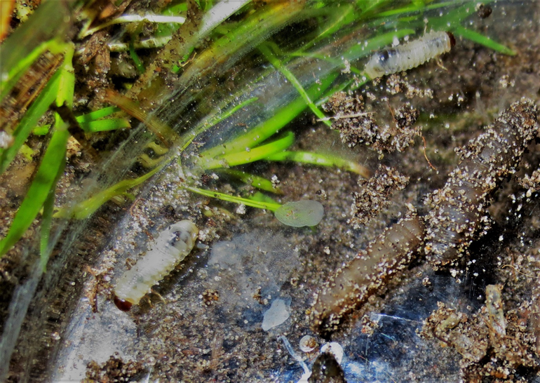 Engerlingen van Aphodius contaminatus (wit, links en boven) samen met emelten (rechts in beeld)