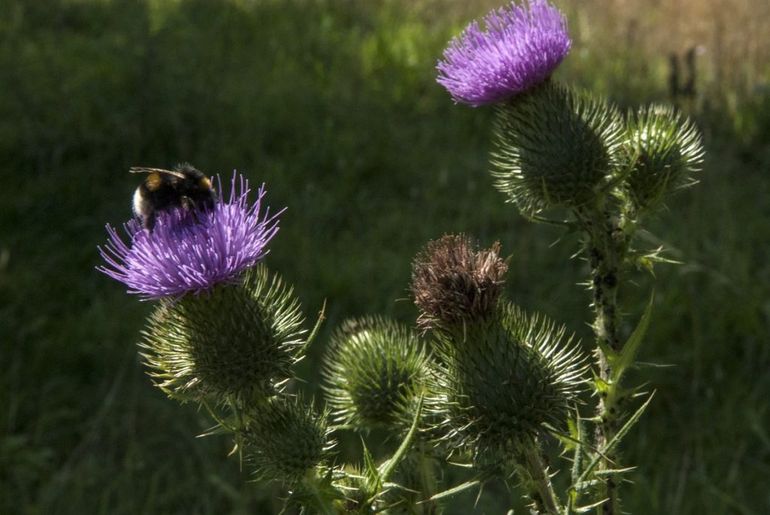 Speerdistel in bloei 