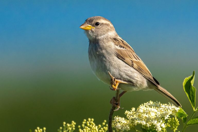 Je kan de huismus helpen door in je eigen tuin te beginnen