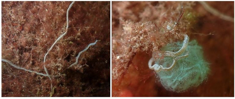 Deze Pasen kruipen er weer veel Gestippelde dieseltreinwormen in het Grevelingenmeer bij Dreischor. Rechts: eierleggende dieren. De eierklompen zijn vele malen groter dan het dier zelf. Ze zijn meestal gifgroen/flesgroen