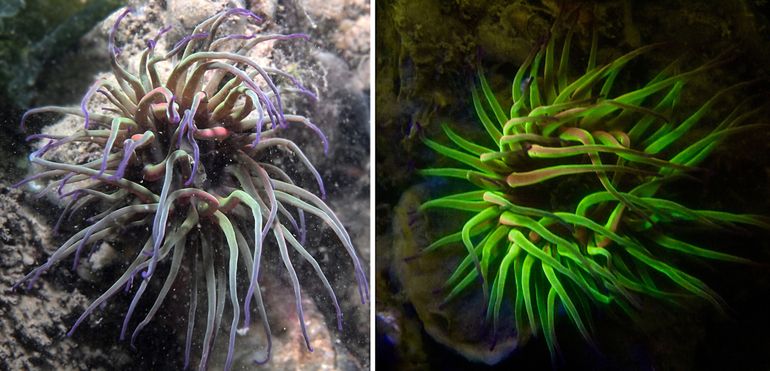 Wasroos aan de Nederlandse Noordzeekust, gefotografeerd in situ met flitslicht (links) en onder UV-licht (380nm, rechts)