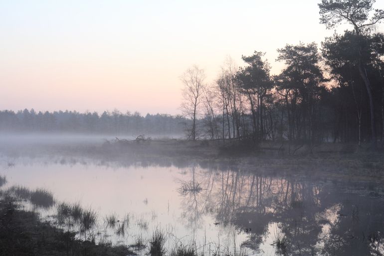 Zo nat was de Maashorst in 2016. Een beeld dat nu volledig verdwenen is door droogte, bovenmatige waterafvoer en beregening. Geen rugstreeppad die zich meer voortplant en in plaats van zonnedauw groeit hier nu een jong berkenbos