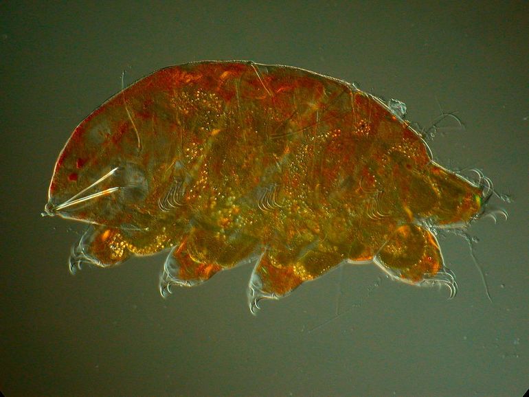 Echiniscus testudo