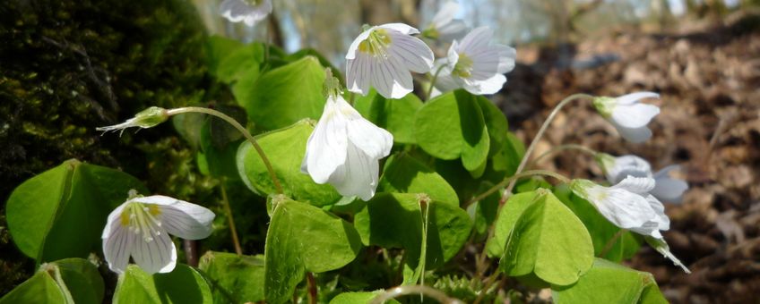 Witte klaverzuring