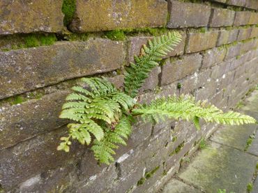 Stijve naaldvaren (Polystichum aculeatum) op een tuinmuurtje in Arnhem