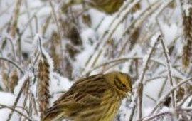 Emberiza citrinella. Geelgors