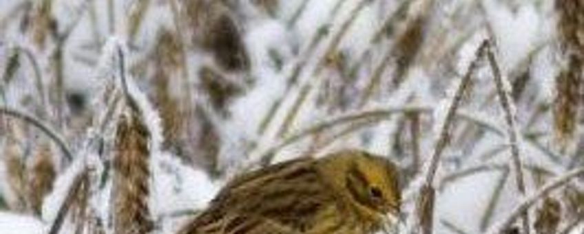 Emberiza citrinella. Geelgors