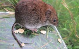 voor eenmalig gebruik, rosse woelmuis