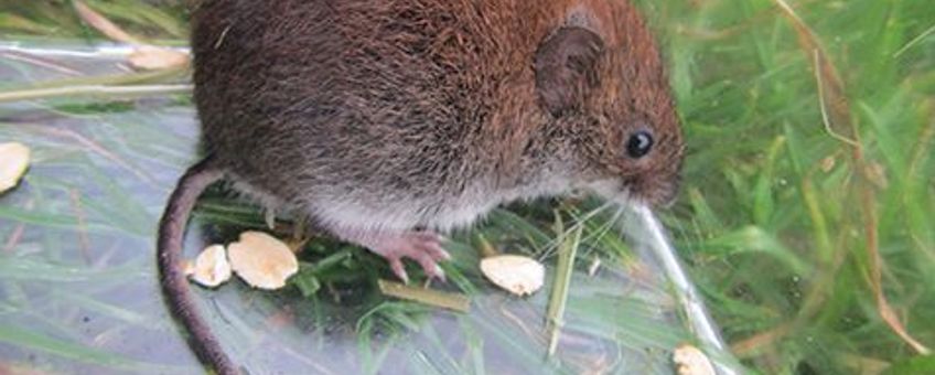 voor eenmalig gebruik, rosse woelmuis