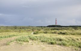 Ameland, Saxifraga http://www.freenatureimages.eu/