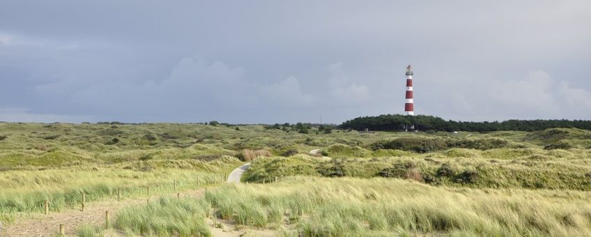 Ameland, Saxifraga http://www.freenatureimages.eu/