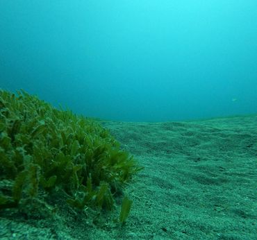 Halophila stipulacea growing into a sand patch