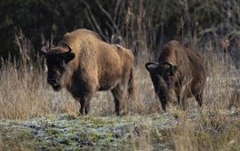 Bison bonasus, Wisent