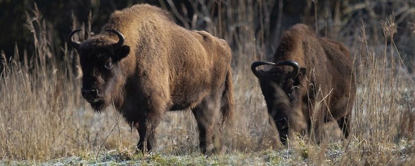 Bison bonasus, Wisent