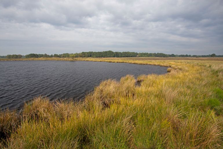 Het ranavirus is in Nederland voor het eerst vastgesteld in 2010 bij dode kikkers in het Nationaal Park Dwingelderveld. Onder andere in het Kolenbranderven.