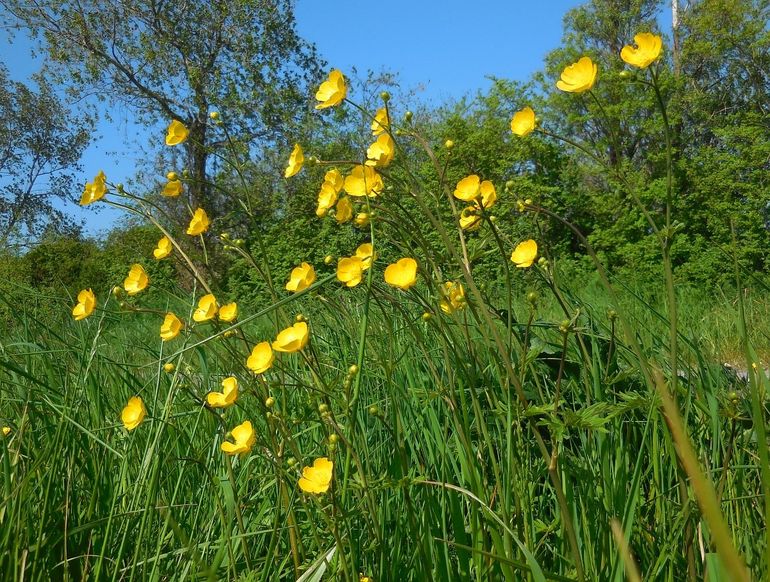 Scherpe boterbloem